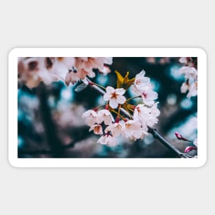 Cherry Blossoms Photograph Sticker